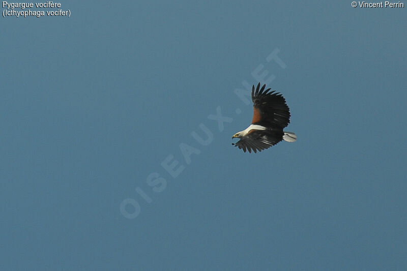 African Fish Eagle