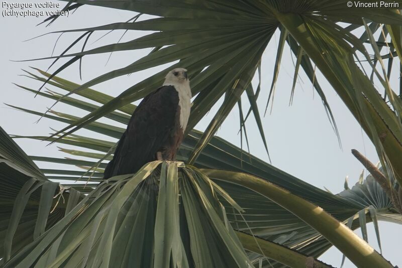 African Fish Eagle