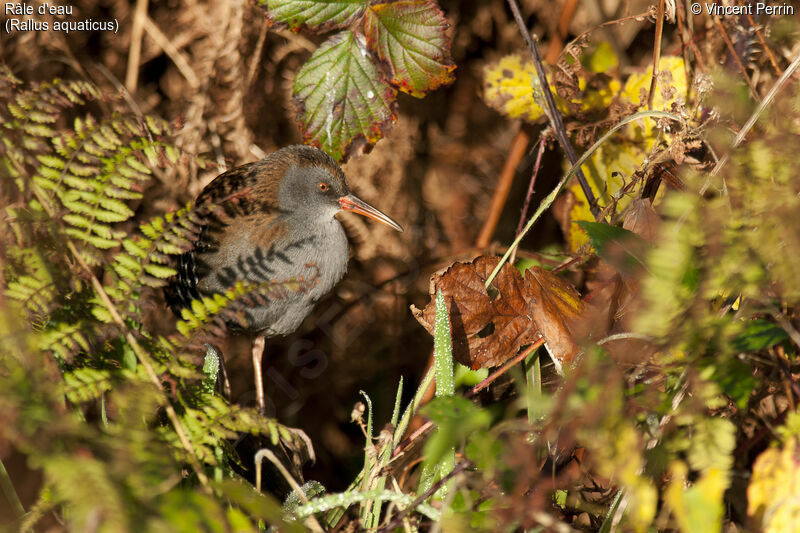 Water Rail