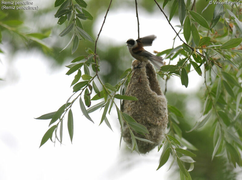 Eurasian Penduline Tit male adult, Reproduction-nesting