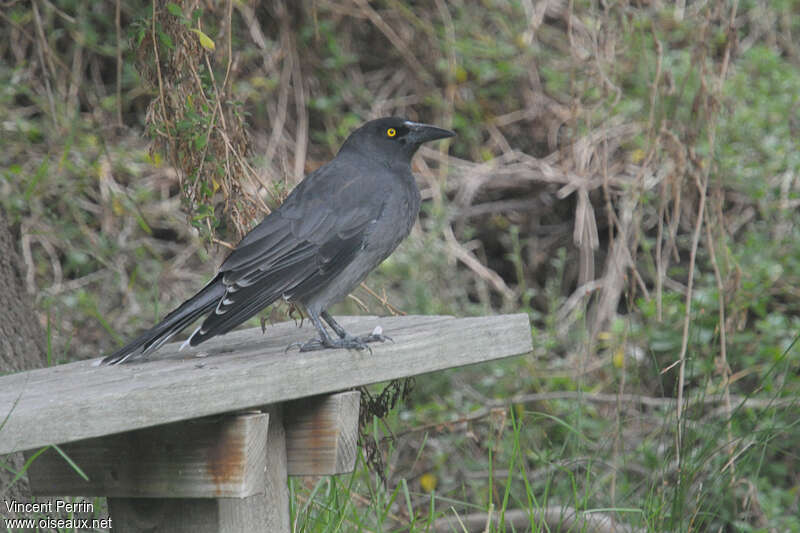 Grey Currawongadult, identification