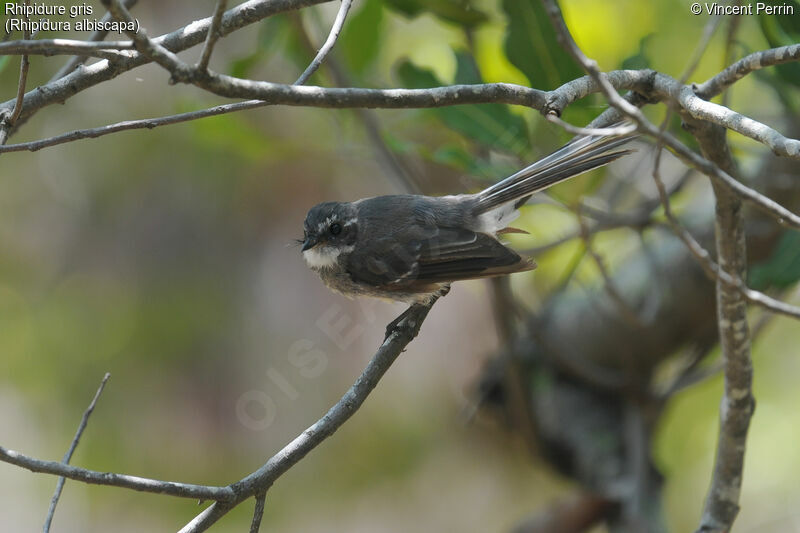 Grey Fantailjuvenile