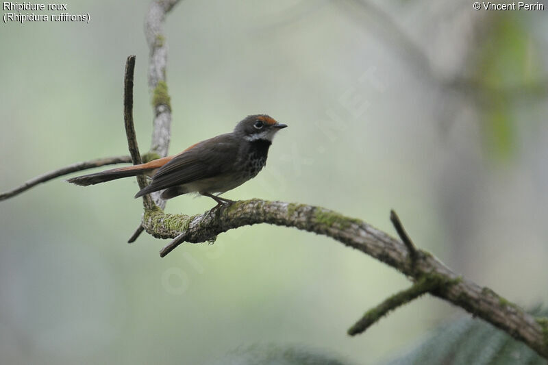 Australian Rufous Fantail