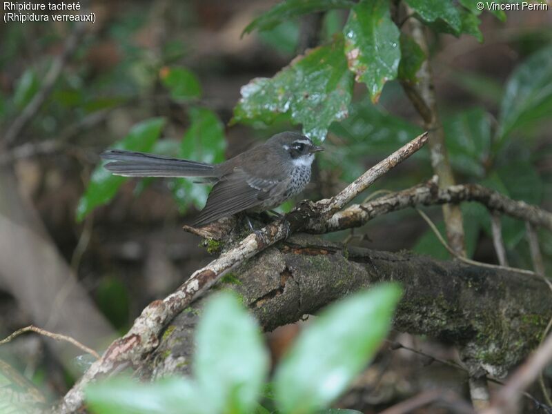 New Caledonian Streaked Fantail