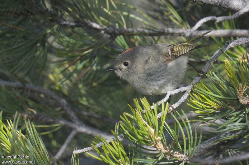 Roitelet à couronne rubis mâle adulte, habitat