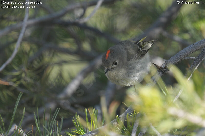 Ruby-crowned Kinglet male adult