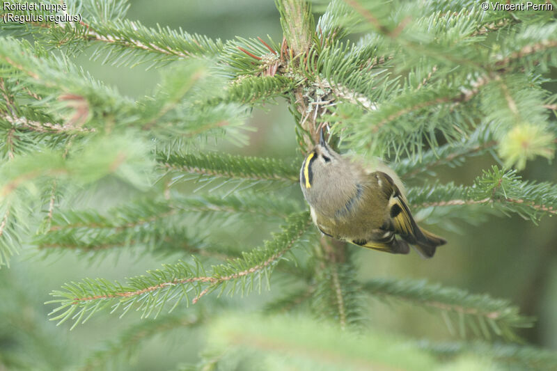 Roitelet huppé femelle, mange