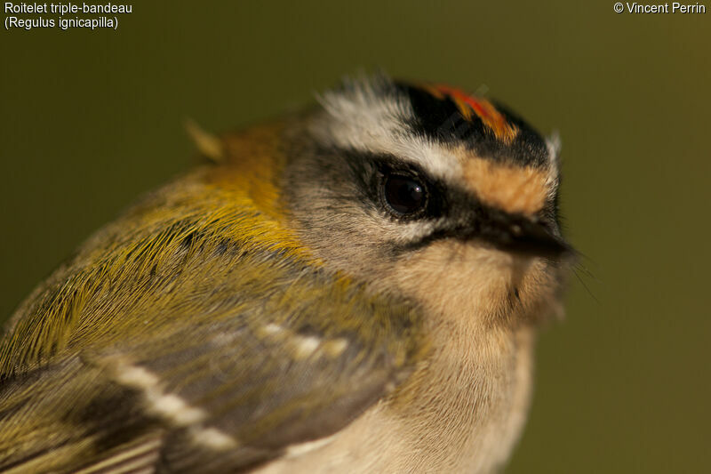 Common Firecrest, close-up portrait