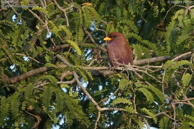 Broad-billed Roller, close-up portrait, eats