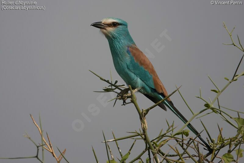 Abyssinian Roller