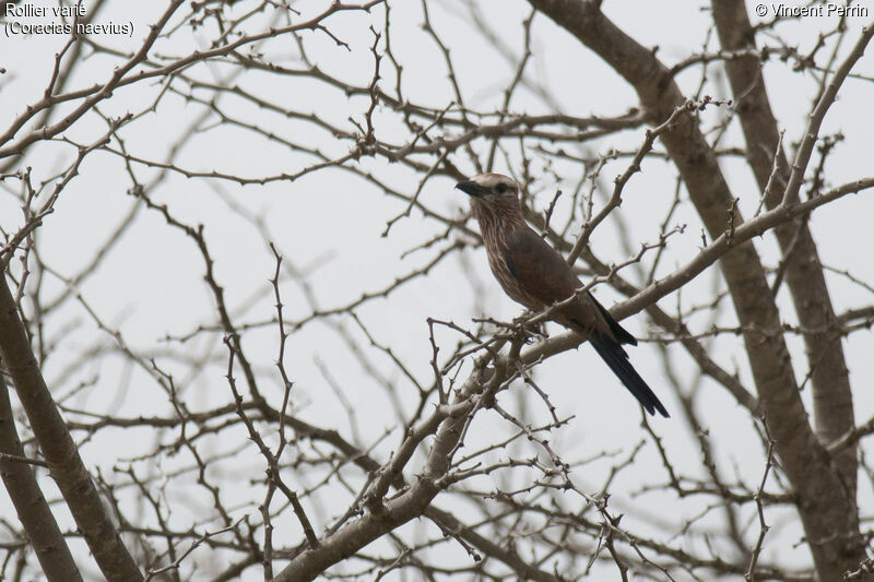 Purple Roller