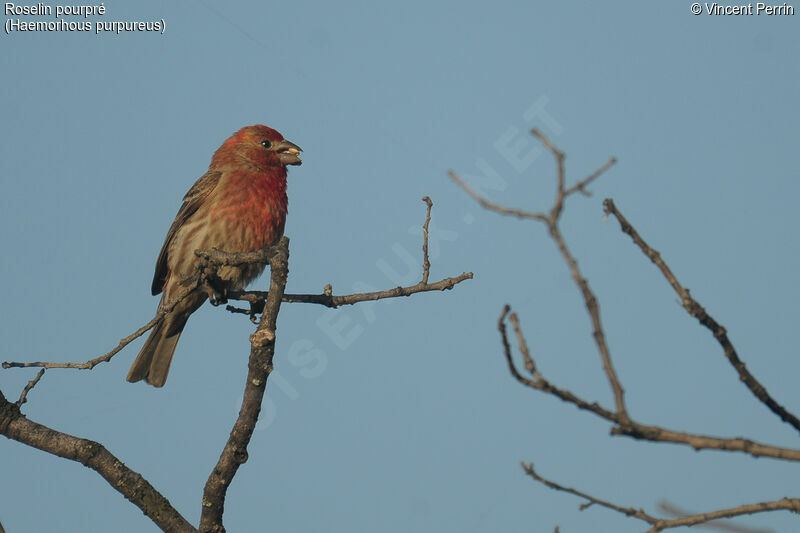 Purple Finch male adult