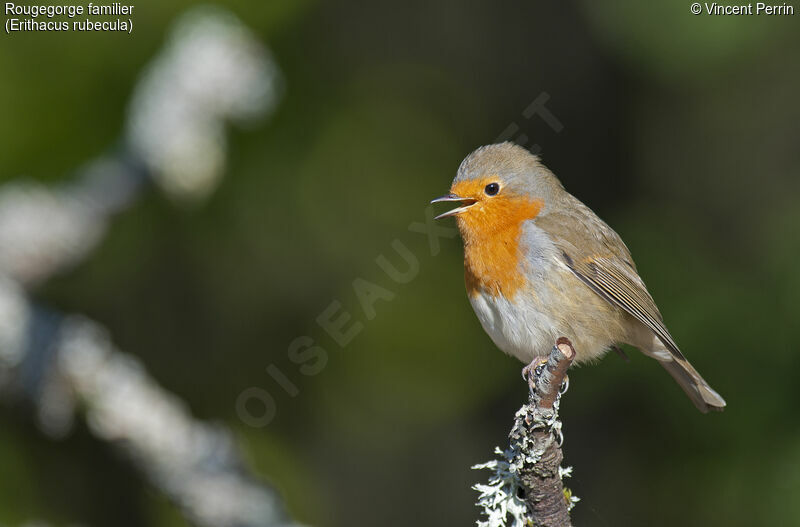 European Robin