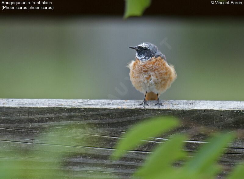 Common Redstart male adult breeding