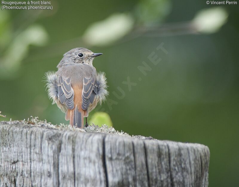 Common Redstart