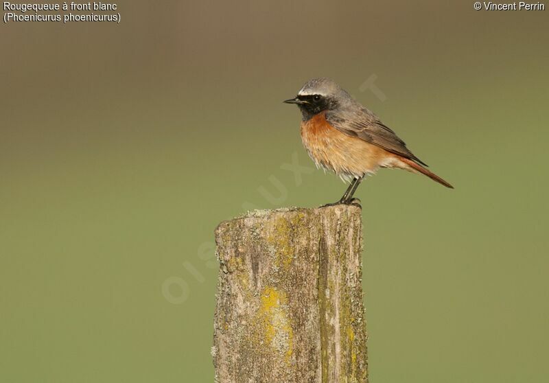 Common Redstart male adult