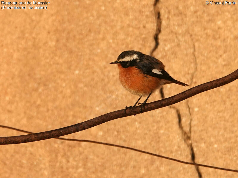 Rougequeue de Moussier