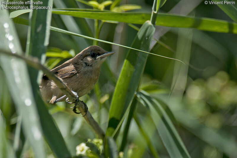 Common Reed WarblerFirst year