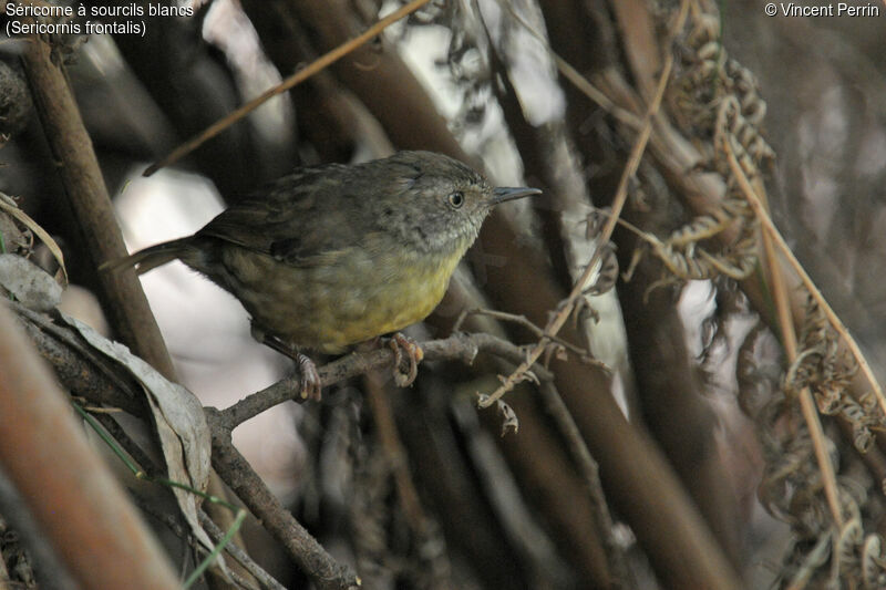 White-browed Scrubwren