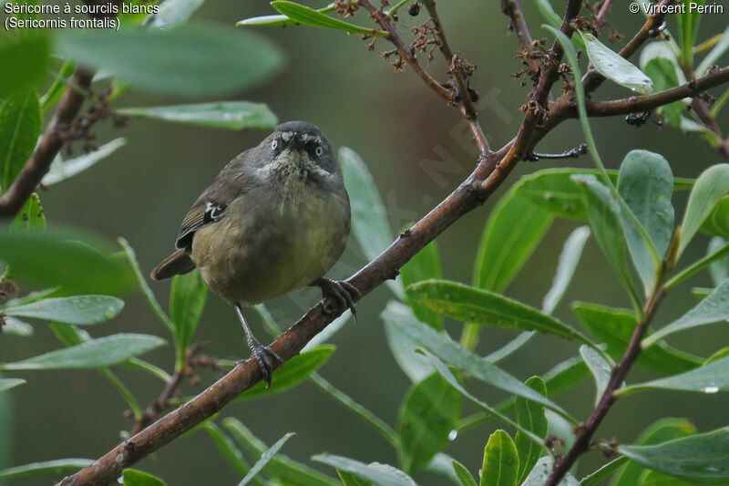 White-browed Scrubwrenadult