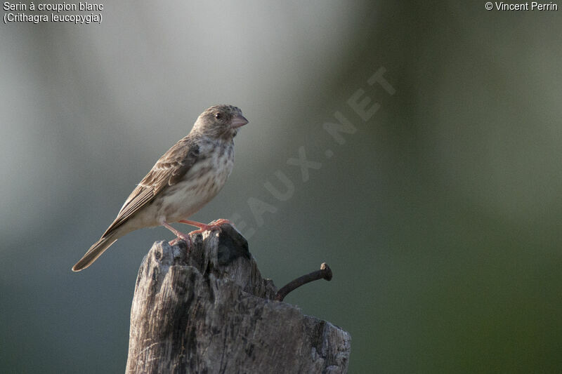 Serin à croupion blanc