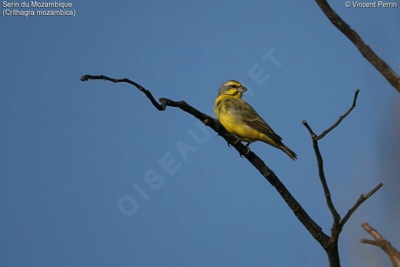 Serin du Mozambique