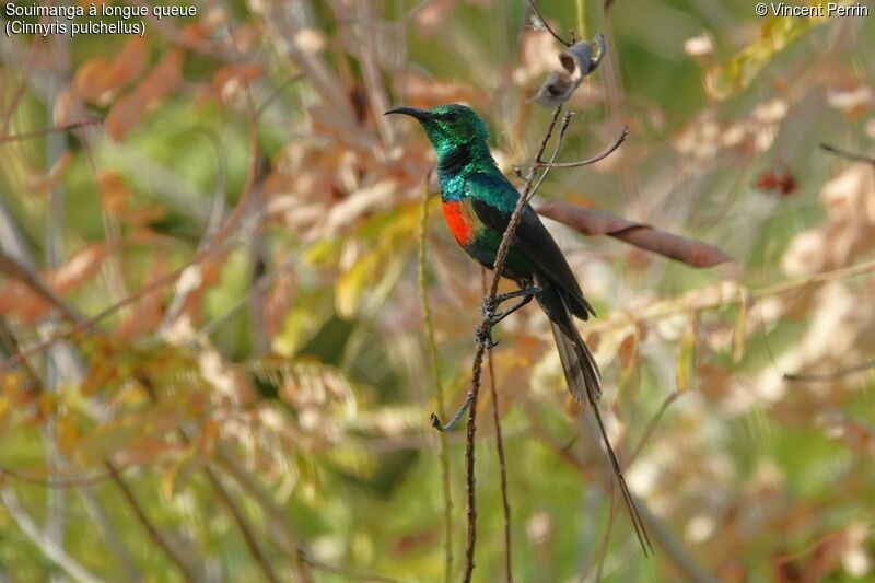 Beautiful Sunbird male adult, close-up portrait