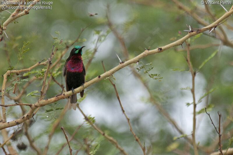 Scarlet-chested Sunbird male adult