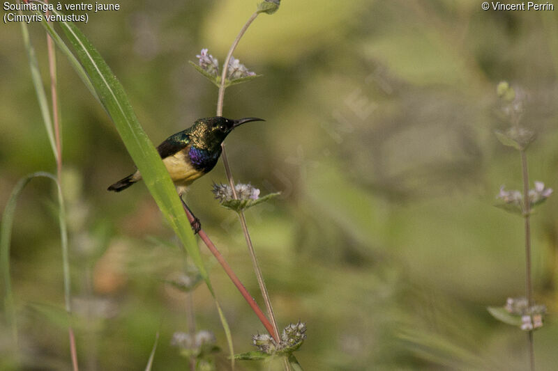 Variable Sunbird male adult