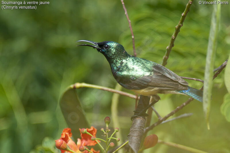 Variable Sunbird, close-up portrait