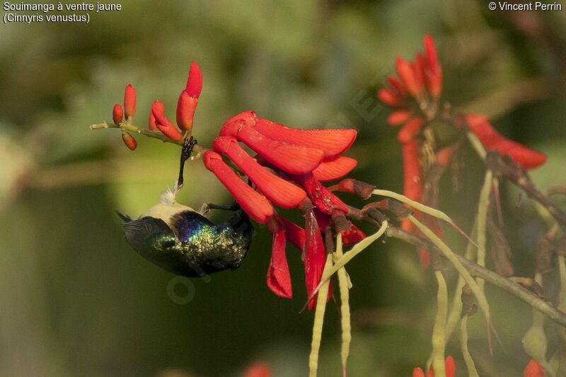 Variable Sunbird, close-up portrait, eats