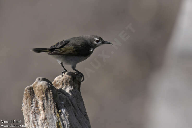 Mangrove Sunbird, eats