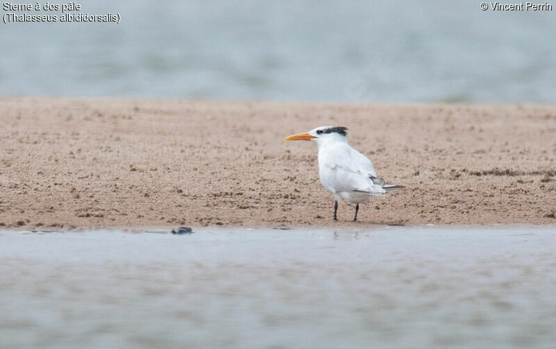 West African Crested Tern