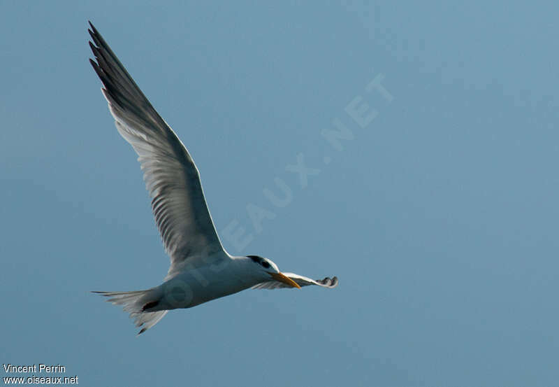 West African Crested Tern