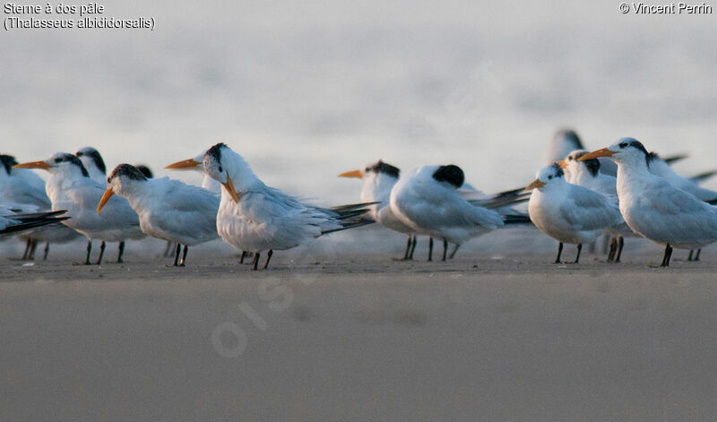 West African Crested Tern