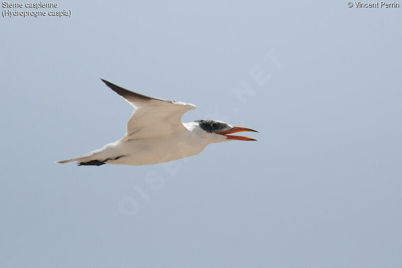 Caspian Tern