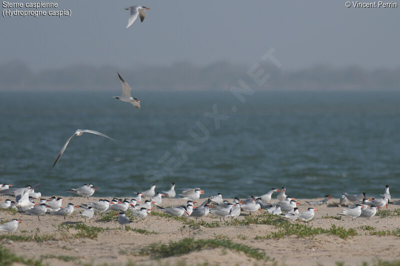 Caspian Tern