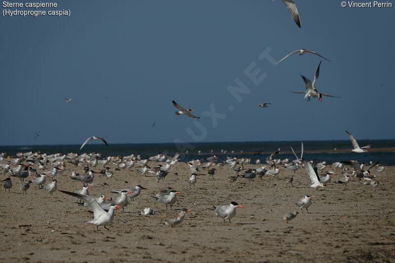 Caspian Tern, Reproduction-nesting