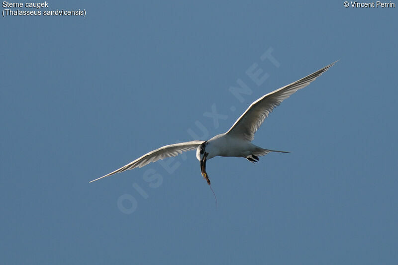 Sandwich Tern