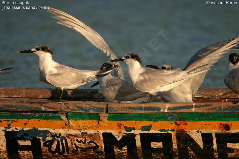 Sandwich Tern