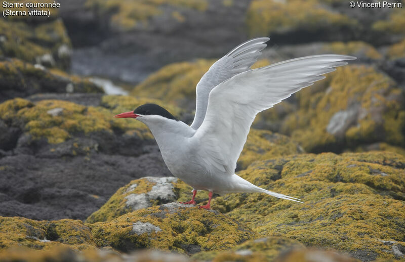 Antarctic Tern