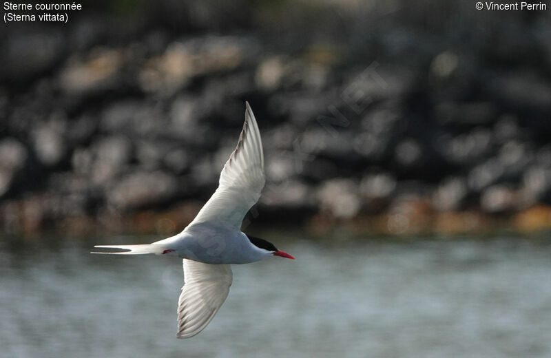 Antarctic Tern