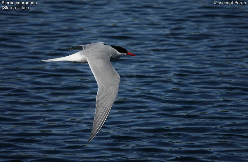 Antarctic Tern