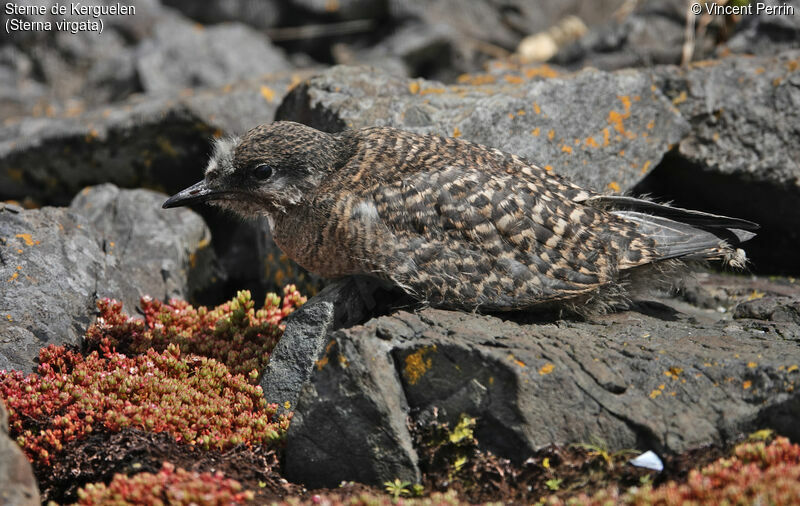 Kerguelen Tern