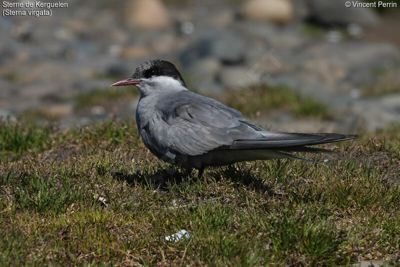 Sterne de Kerguelen