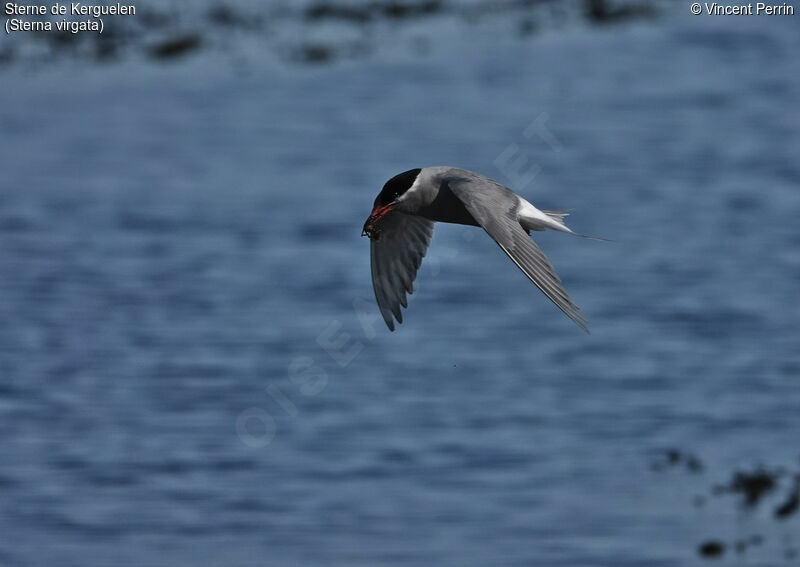 Kerguelen Ternadult