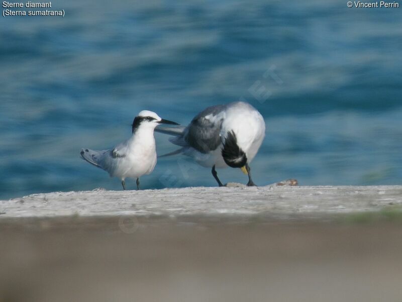 Black-naped Tern