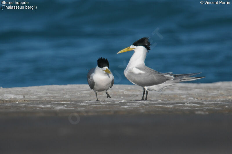 Greater Crested Ternadult