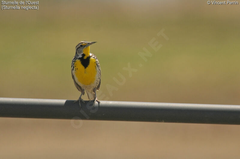 Western Meadowlarkadult