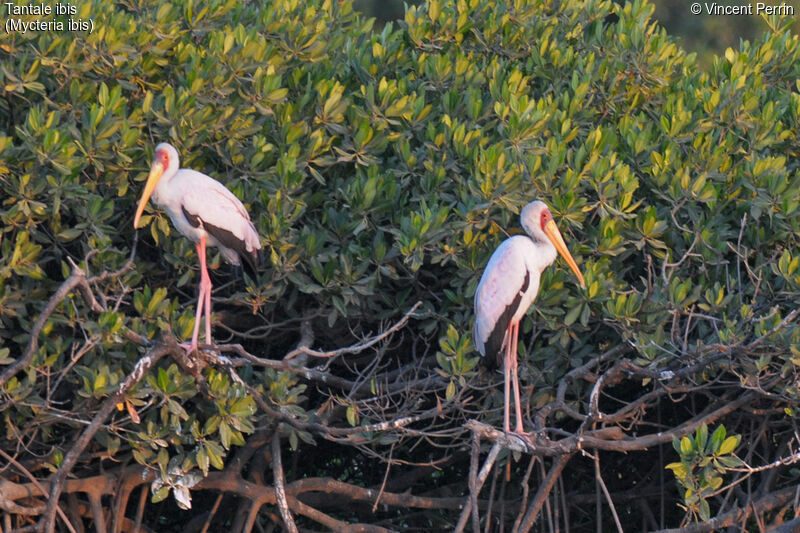 Yellow-billed Stork